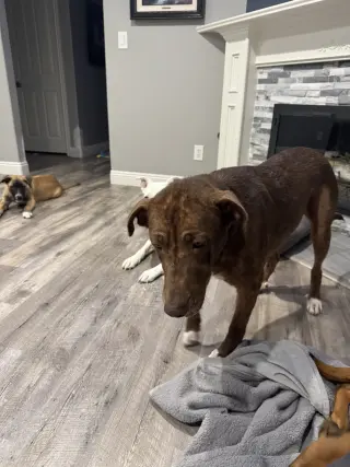 Rosie