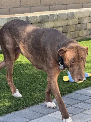 Rosie