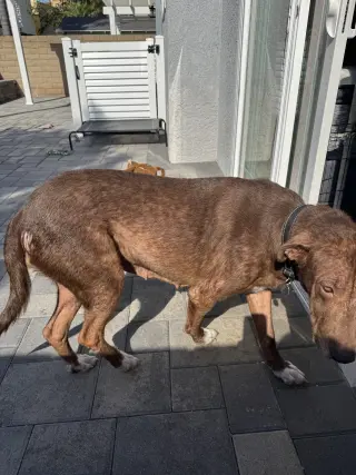 Rosie
