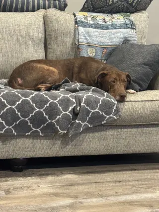 Rosie