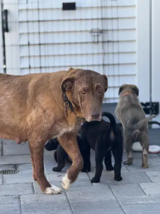Rosie