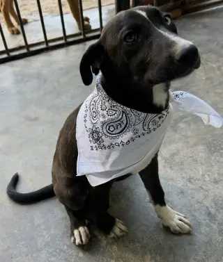 Jett