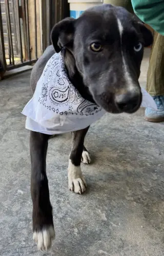 Jett