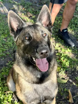 Star - Located in Florida