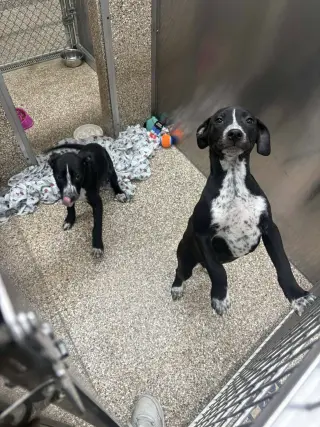 Heeler/Black Lab Pups