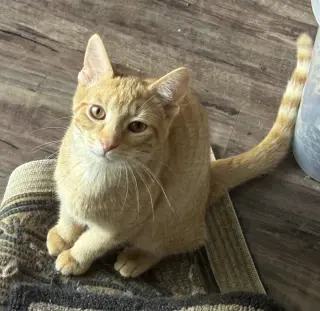 Pawsley