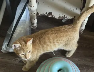 Pawsley
