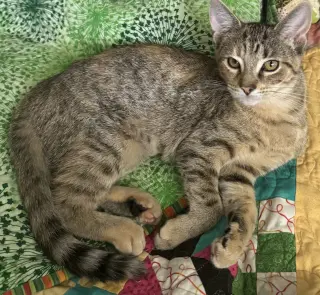 Minerva