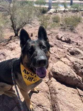 Brutus (Courtesy post)