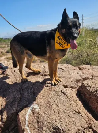 Brutus (Courtesy post)