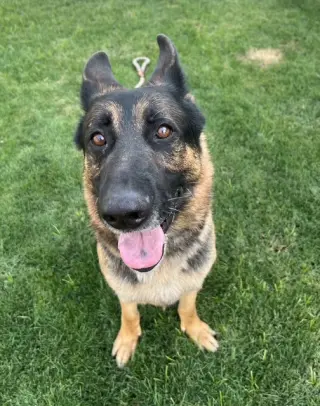 Brutus (Courtesy post)