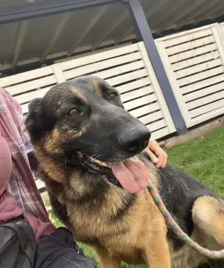 Brutus (Courtesy post)