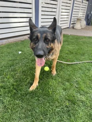 Brutus (Courtesy post)