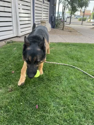 Brutus (Courtesy post)