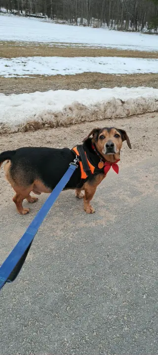 Harley