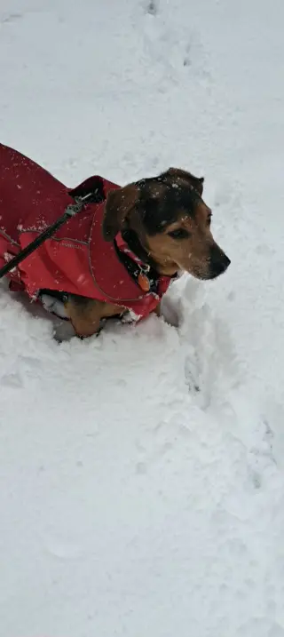 Harley
