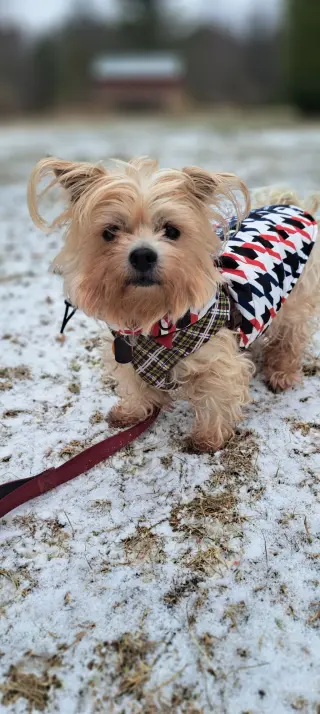 Teddy