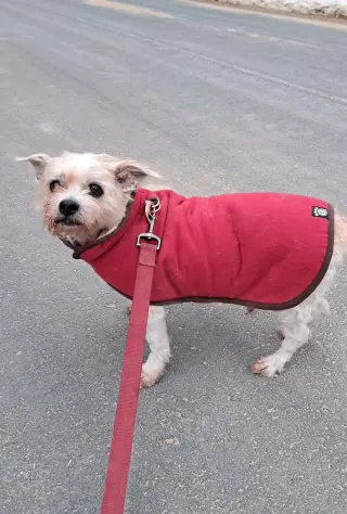 Teddy