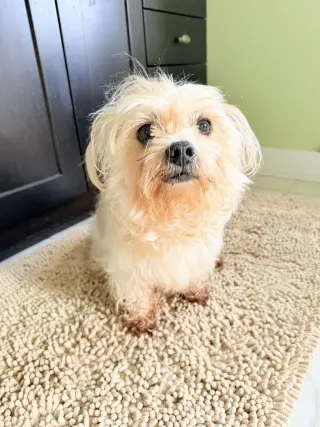 Teddy