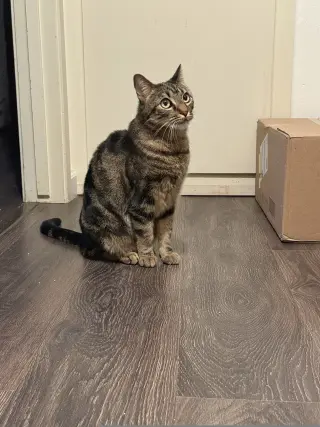 Elsie
