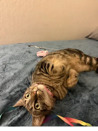 Elsie