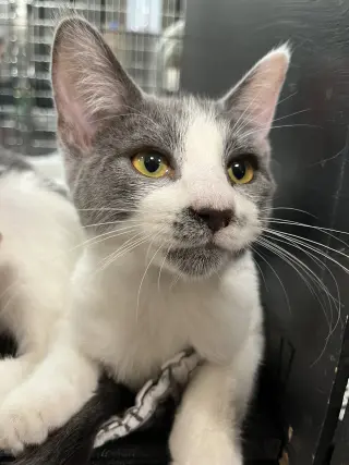 Petals Gray (and Sparrow Gray)