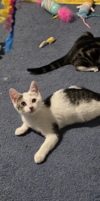 Benedict