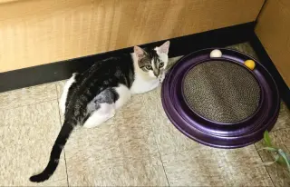 Violet