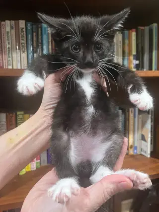 EMILIO ESTEPAWZ