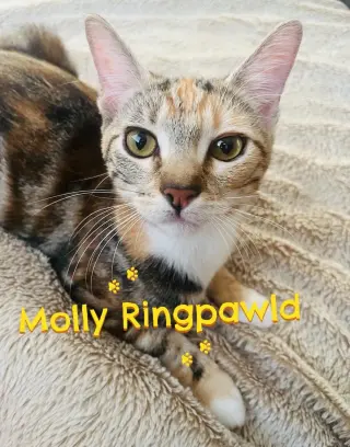 MOLLY RINGPAWLD