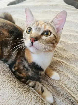 MOLLY RINGPAWLD