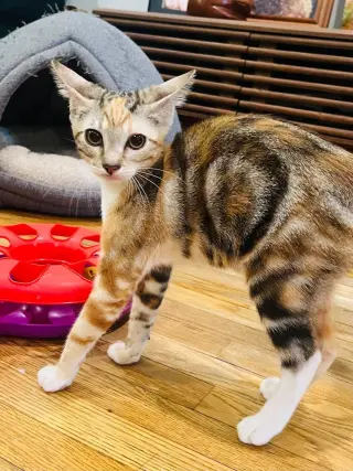 MOLLY RINGPAWLD