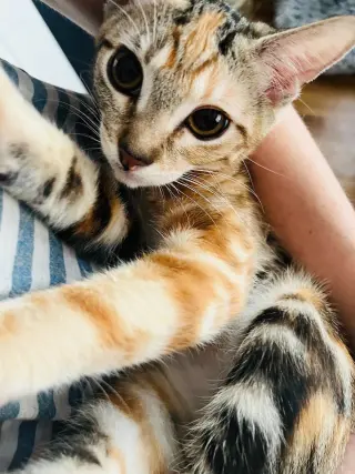 MOLLY RINGPAWLD