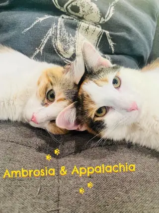 Ambrosía