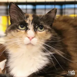 Ellie