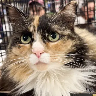 Ellie