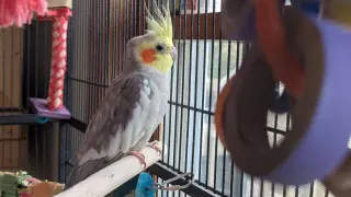Tweety and Sylvester