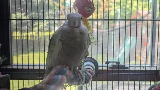 Tweety and Sylvester