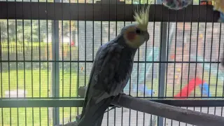 Tweety and Sylvester