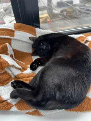 Baloo
