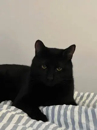 Baloo