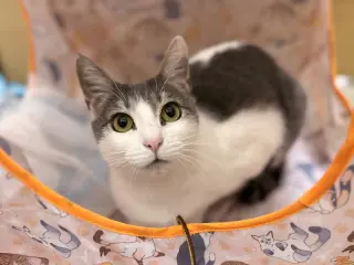 Mika