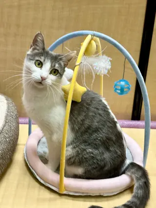 Mika