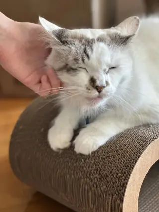 Marshmallow Ragdoll