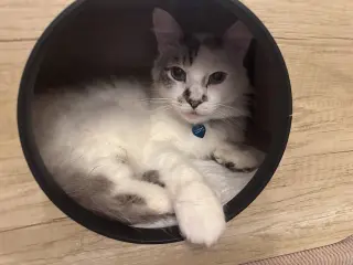 Marshmallow Ragdoll