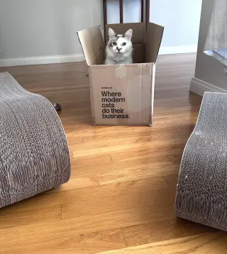 Marshmallow Ragdoll