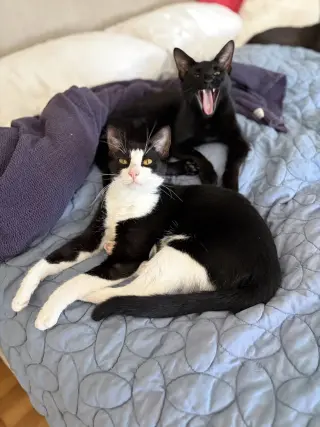 Mr Bing Bing & Ms Ming Ming