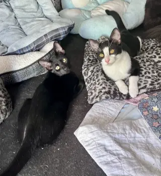 Mr Bing Bing & Ms Ming Ming