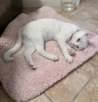 Milky Man