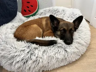 Fig
